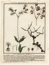 Silène enflée, Silene vulgaris