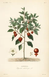 Alkékenge