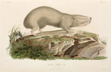 Rat-taupe aveugle, région de la Mer Noire
