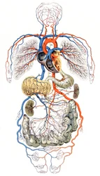Circulation sanguine, vers 1880