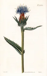 Cardoncelle bleue - Chardon bleu ou carthame à fleurs bleues, Carthamus caeruleus. Gravure sur cuivre coloriée à la main par Weddell d