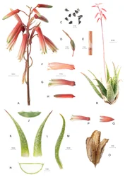 Planche botanique/Aloe/Aloès