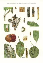 Planche botanique/Parasites des arbres fruitiers