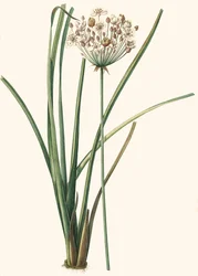 Illustration botanique/Redouté/Butomus umbellatus/Butome en ombelle/Fleur de bracelet