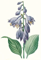 Illustration botanique/Redouté/Hosta ventricosa