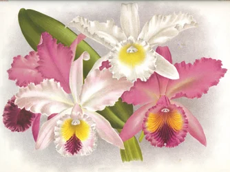 Planche botanique/Cattleya labiata/Lindenia