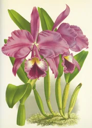 Planche botanique Cattleya labiata var. Autumnalis Lindenia