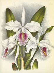 Planche botanique Cattleya maxima var. Virginalis Lindenia