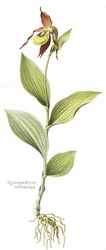 Planche botanique/Cypripedium calceolus/Sabot de Vénus