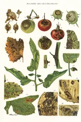 Planche botanique/Maladies des fruits et légumes