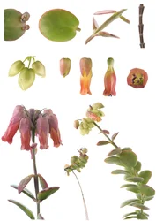 Planche botanique/Kalanchoe marnieriana