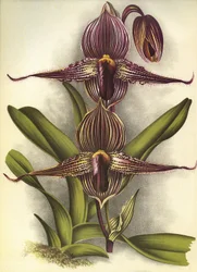 Planche botanique/Paphiopedilum rothschildianum/Lindenia