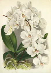 Planche botanique Phalaenopsis amabilis Phalaenopsis gigantea Lindenia
