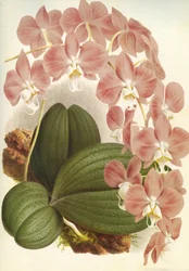 Planche botanique/Phalaenopsis sanderiana/Lindenia