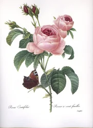 Planche botanique/Rosa centifolia/Rose à cent feuilles/Redouté