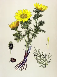 Planche botanique. Plante vénéneuse et médicinale : adonis de printemps (Adonis vernalis)