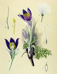 Planche botanique, plante vénéneuse et médicinale : Anémone pulsatille ou Pulsatille commune (Anemone pulsatilla, Pulsatilla vulgaris)
