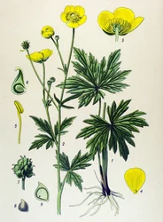 Planche botanique. Plante vénéneuse et médicinale : renoncule (Ranunculus acris)
