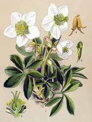Planche botanique. Plante vénéneuse (toxique) et médicinale : rose de Noël (Helleborus niger)