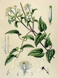 Planche botanique. Plante vénéneuse (toxique) et médicinale : clématite des haies (Clematis vitalba)