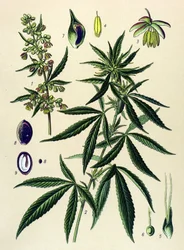 Planche botanique. Plante vénéneuse et médicinale : chanvre (Cannabis sativa)
