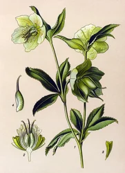 Planche botanique. Plante vénéneuse (toxique) et médicinale : hellébore vert (Helleborus viridis)