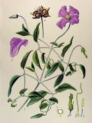 Planche botanique. Plante vénéneuse (toxique) : clématite fausse-vigne (Clematis viticella)