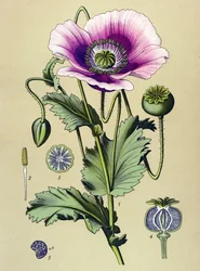 Planche botanique. Plante vénéneuse (toxique) et médicinale : pavot somnifère (Papaver somniferum)