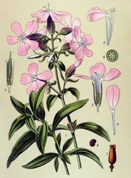 Planche botanique, plante vénéneuse et médicinale : saponaire officinale (Saponaria officinalis)