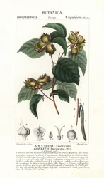 Tableau botanique : noisette et noisette - Noisetier américain, Corylus americana, originaire d