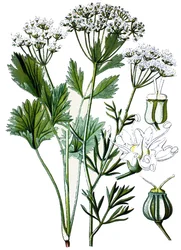 Planche botanique, plante médicinale : anis, chromolithographie vers 1870.