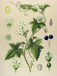Planche botanique, plante : bryone (Bryonia alba)