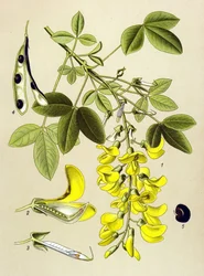 Planche botanique, plante : cytise commun ou faux ébène (Cytisus Laburnum)