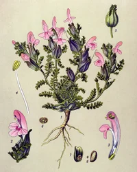 Planche botanique, plante : pédiculaire des bois (Pedicularis sylvatica)