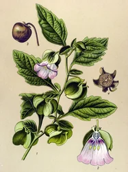 Planche botanique, plante : poire de Pérou ou pomme de Pérou (Nicandra physaloides)