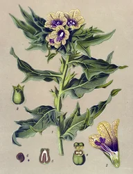 Planche botanique, plante : jusquiame noire (Hyoscyamus niger)