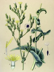 Planche botanique, plante : laitue vireuse ou laitue sauvage (Lactuca virosa)