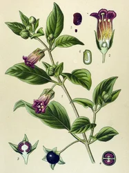Planche botanique, plante de belladone (Atropa belladonna)