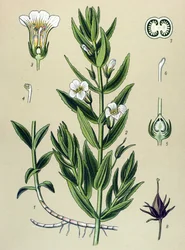 Planche botanique, plante : gratiole officinale (Gratiola officinalis)