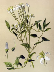 Planche botanique, plante vénéneuse et médicinale : Clématite droite (Clematis recta)