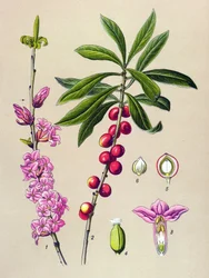 Planche botanique, plante vénéneuse et médicinale : bois joli (Daphne Mezereum)