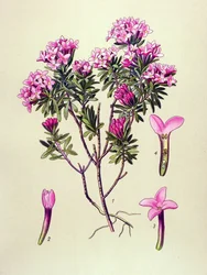 Planche botanique, plante vénéneuse : camélée ou camélée des Alpes (Daphne cneorum)