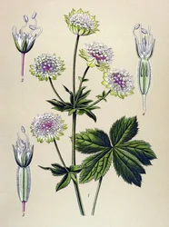 Planche botanique, plante vénéneuse (toxique) et médicinale : grande astrance (Astrantia major)