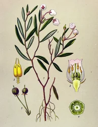 Planche botanique, plante vénéneuse (toxique) : andromède à feuilles de polium (Andromeda polifolia)