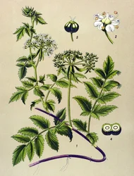 Planche botanique, plante vénéneuse : Berle (Berula angustifolia)