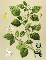 Planche botanique, plante vénéneuse : Morelle noire (Solanum nigrum)