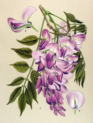 Planche botanique, plante vénéneuse : Glycine de Chine (Wistaria chinensis)