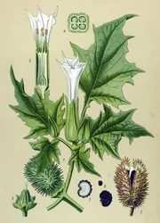 Planche botanique, plante vénéneuse : stramoine ou stramoine commune (Datura stramonium)