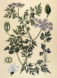 Planche botanique, plante vénéneuse : persil de chien ou faux persil (Aethusa cynapium)