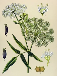 Planche botanique, plante vénéneuse (toxique) : Grande Berle (Sium latifolium)